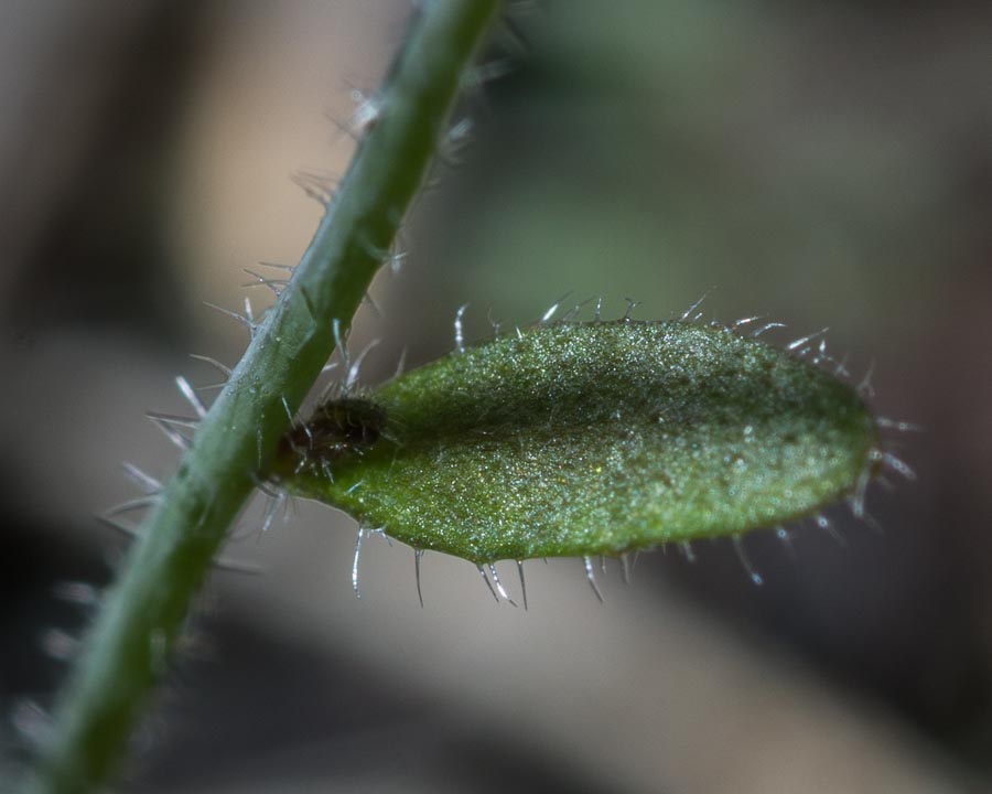 Arabis ciliata ?